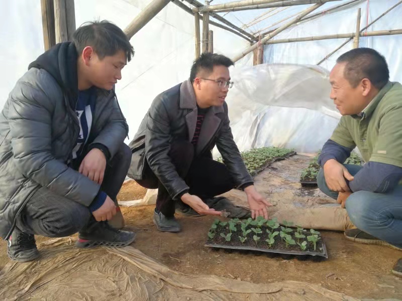 资源县:引进贝贝南瓜 为农业添动力
