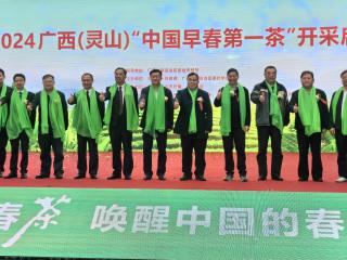 2024广西“中国早春第一茶”系列活动盛大开启
