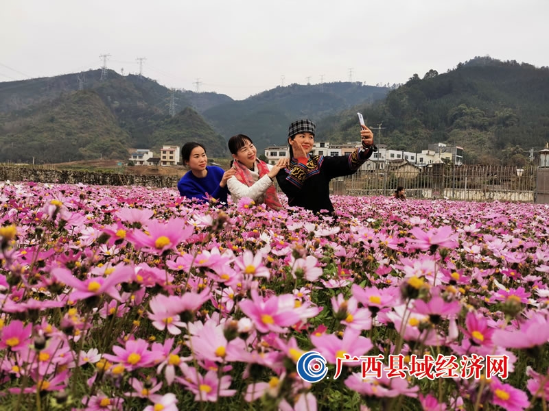 天峨县:美极了! 格桑花开醉游人