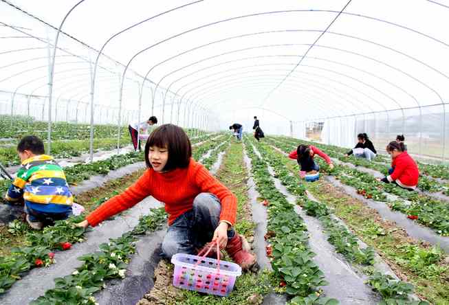 阳朔福利镇大力发展无公害种植产业