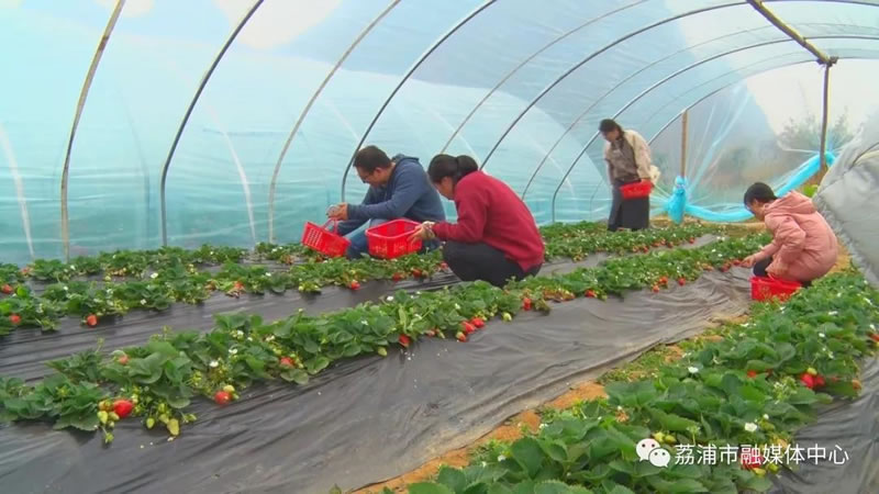 荔浦市:双江草莓吸引游客 特色产业促农增收