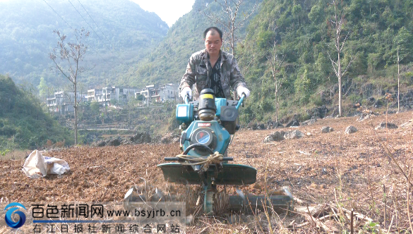 德保县马隘镇:春耕生产正当时 “椒”气十足促增收