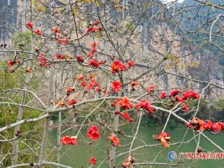 春到花山赏木棉 明江两岸百花艳