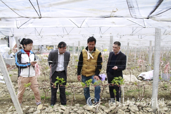 调研组在乐业县同乐镇六为村考察葡萄种植园和弥猴桃基地.jpg