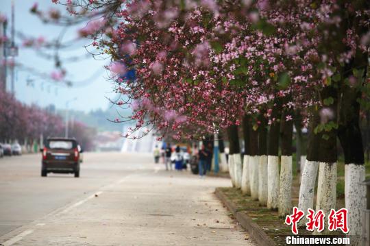 粉色的花朵挂满枝头,道路如施“粉黛”。 朱柳融 摄