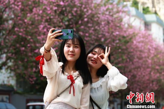柳州27万株紫荆花绽放 民众花下畅游