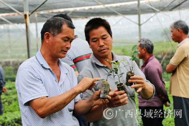 4月26日，武宣县黄茆镇组织50多名村民到黄茆镇林科所参观学习油茶种植技术。详细了解培育、施肥、剪枝等管理环节。据了解，