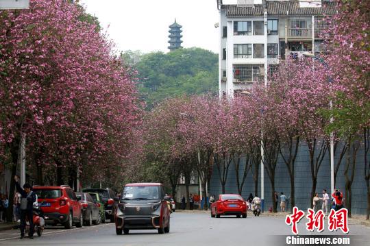 粉色的花朵挂满枝头,道路如施“粉黛”。 朱柳融 摄
