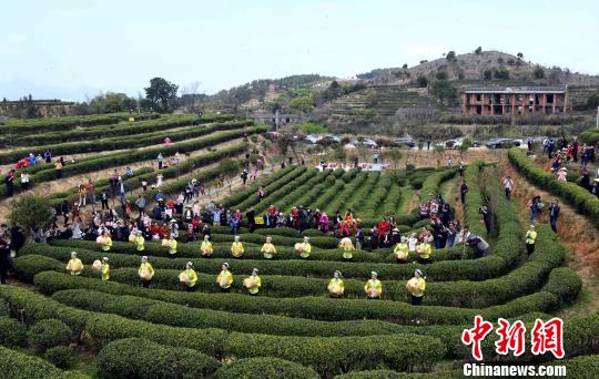 资料图:茉莉花茶“开春采”活动举行。 刘可耕 摄