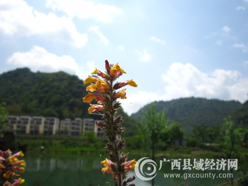 青山绿水新农村