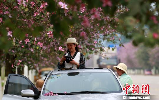 一名女子拿着相机在车里拍照。 朱柳融 摄