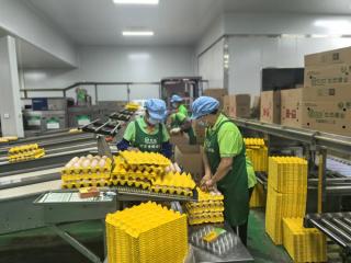 科技赋能 联农带农 龙头引领玉林三黄鸡与蛋鸡产业高质量发展