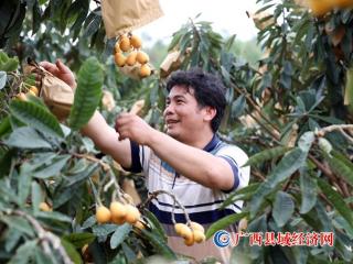 广西融安:枇杷飘香果农增收