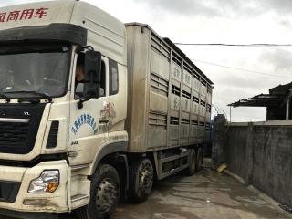 宁明牧原种猪育种有限公司项目投产引进第一批500头种猪