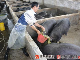 容县:牧草养猪闯新路