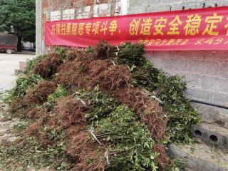 宜州区安马乡:发展花椒产业 助推乡村振兴