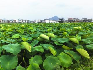 早熟高价、中熟高产 柳州柳江百朋莲藕产销两旺