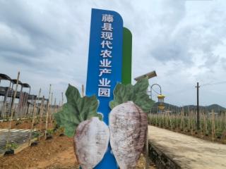 聚力“桂字号” 藤县粉葛“链”起产业新图景