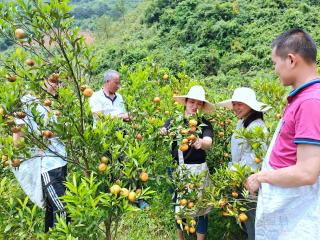 恭城县:乡土人才成为农民的香“饽饽”