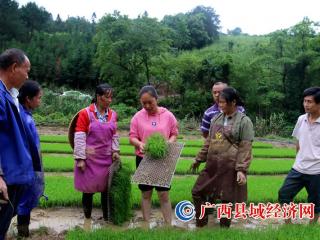 恭城瑶族自治县三江乡:推广抛秧技术 提高黑米产量