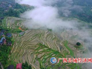 广西融水:雨后梯田景色美