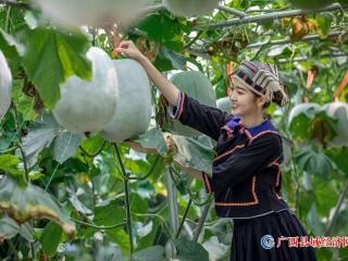 2023年中国(广西)—东盟蔬菜新品种大会在南宁开幕