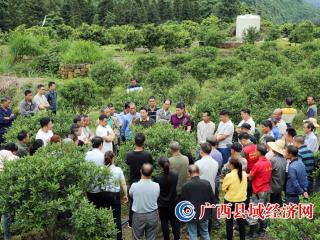 融安县:“田间课堂”传授致富经