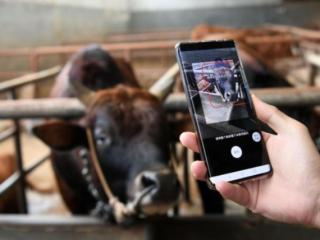 广西高质量端稳端牢百姓“肉盘子”