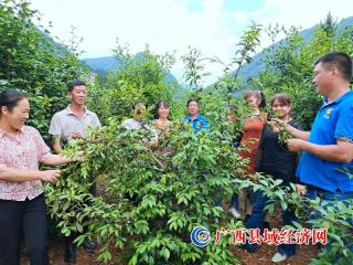 恭城县:乡土人才为乡村振兴注入“强心针”