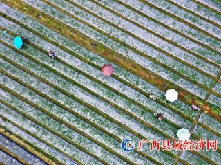 广西融安:夏至时节农事忙