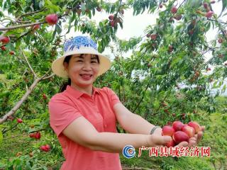天峨:万亩油桃丰收结满树 鼓起群众致富钱袋子