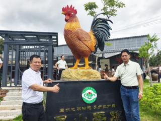 百年荔林藏“鸡”韵!灵山香鸡文化园开园迎客