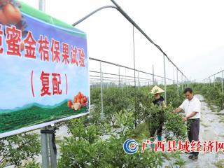 融安县:把金桔科研写在大地上