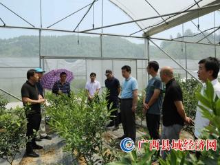 广西现代种业发展专题调研组到融安县调研