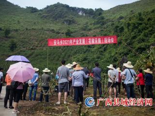 安马乡召开2021年产业发展(花椒采摘)现场会