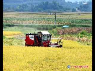 花山大地收割忙 明江两岸稻谷香