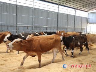 宁明:筑巢引凤 让肉牛养殖产业“牛”起来