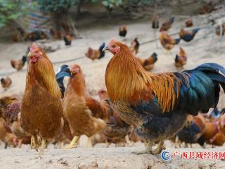 宁明:八角林下的美味——八角香鸡