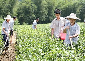 平桂管理区大力发展茶叶产业 新种植面积1万多亩