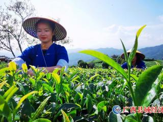 广西三江:生态茶全产业链赋能侗乡高质量发展