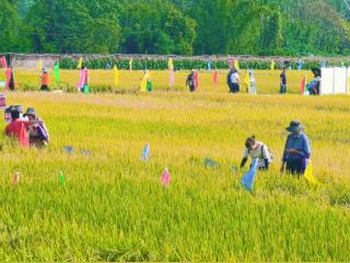 856个优良品种田间竞艳 广西“看禾选种”大会搭建种业转化“快车道”