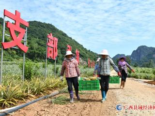 凤梨喜获丰收 发展大有盼头