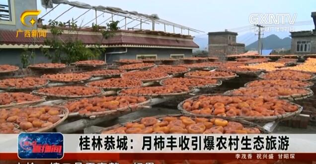 恭城县:月柿丰收引爆农村生态旅游