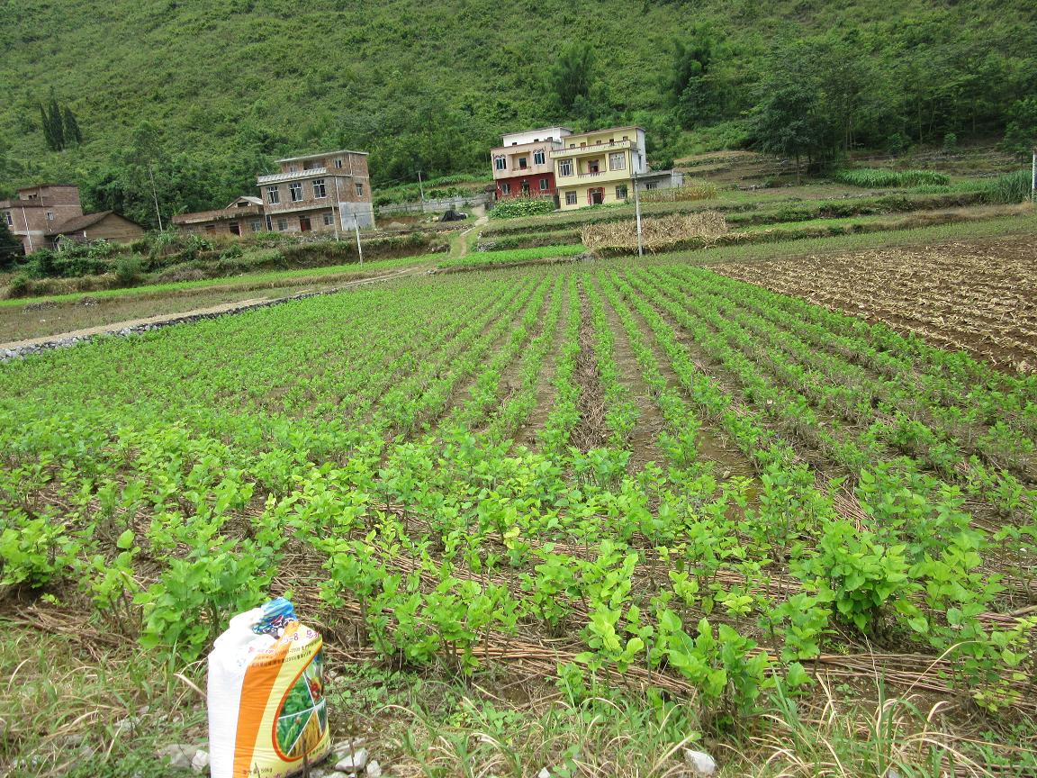 都安瑶族自治县加贵乡
