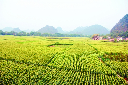 兴安县高尚镇